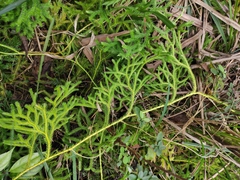 Lycopodium japonicum