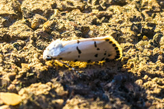 Grotella binda