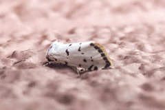 Grotella binda