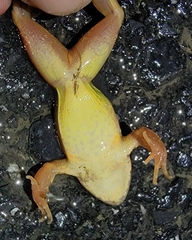 Rana dybowskii