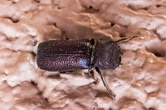 Apatides fortis