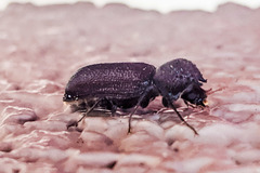 Apatides fortis