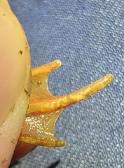 Rana dybowskii