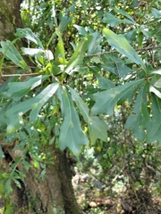 Quercus nigra
