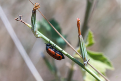 Hycleus duodecimpunctatus