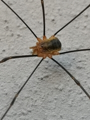Opilio canestrinii