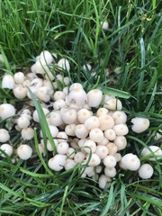 Coprinellus disseminatus