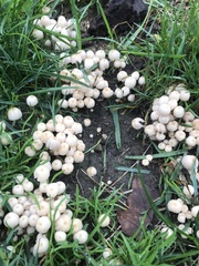 Coprinellus disseminatus