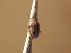 Neottiglossa bifida