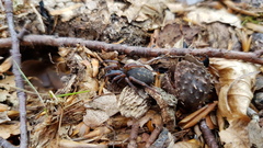 Coelotes atropos