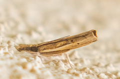 Fissicrambus quadrinotellus