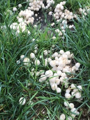 Coprinellus disseminatus