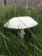 Agaricaceae