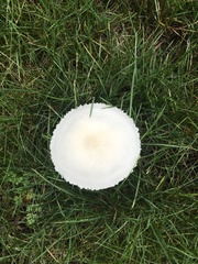 Agaricaceae