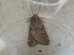 Alsophila aescularia