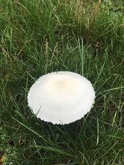 Agaricaceae