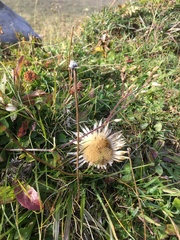 Carlina acaulis