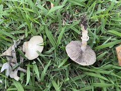 Agaricus