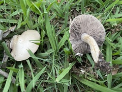Agaricus