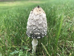 Coprinus comatus