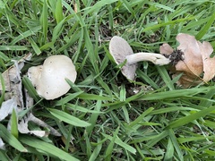 Agaricus
