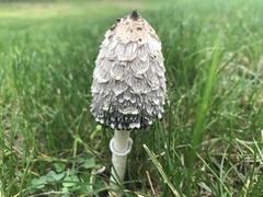 Coprinus comatus
