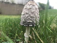 Coprinus comatus