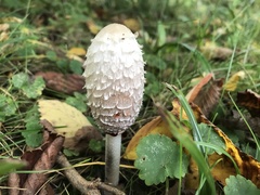 Coprinus comatus