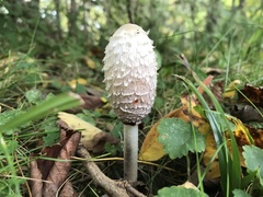 Coprinus comatus