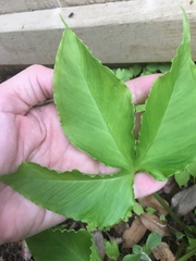 Pinellia tripartita