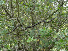 Masticophis lateralis