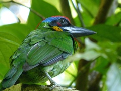 Psilopogon rafflesii