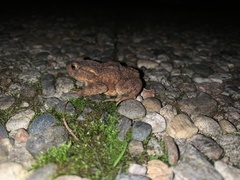 Bufo bufo