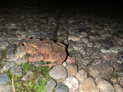 Bufo bufo