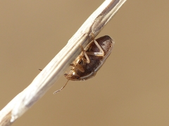 Neottiglossa bifida
