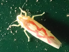 Zygina flammigera