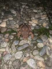 Bufo bufo