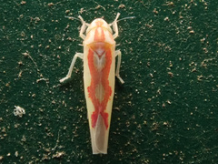 Zygina flammigera