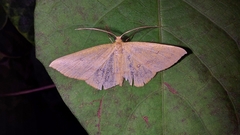 Lepidoptera