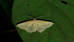 Lepidoptera