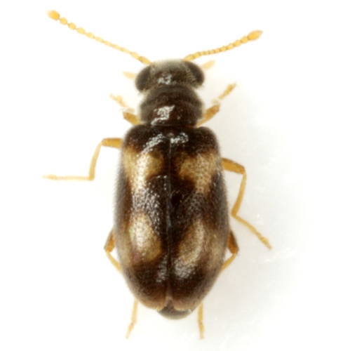 Pseudariotus notatus