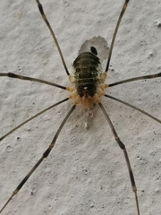 Opilio canestrinii