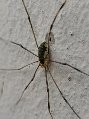 Opilio canestrinii