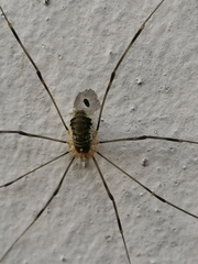 Opilio canestrinii