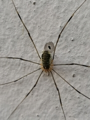Opilio canestrinii