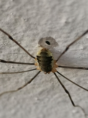 Opilio canestrinii