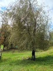 Salix alba alba