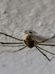 Opilio canestrinii