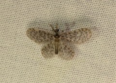 Nallachius americanus