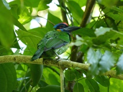 Psilopogon rafflesii